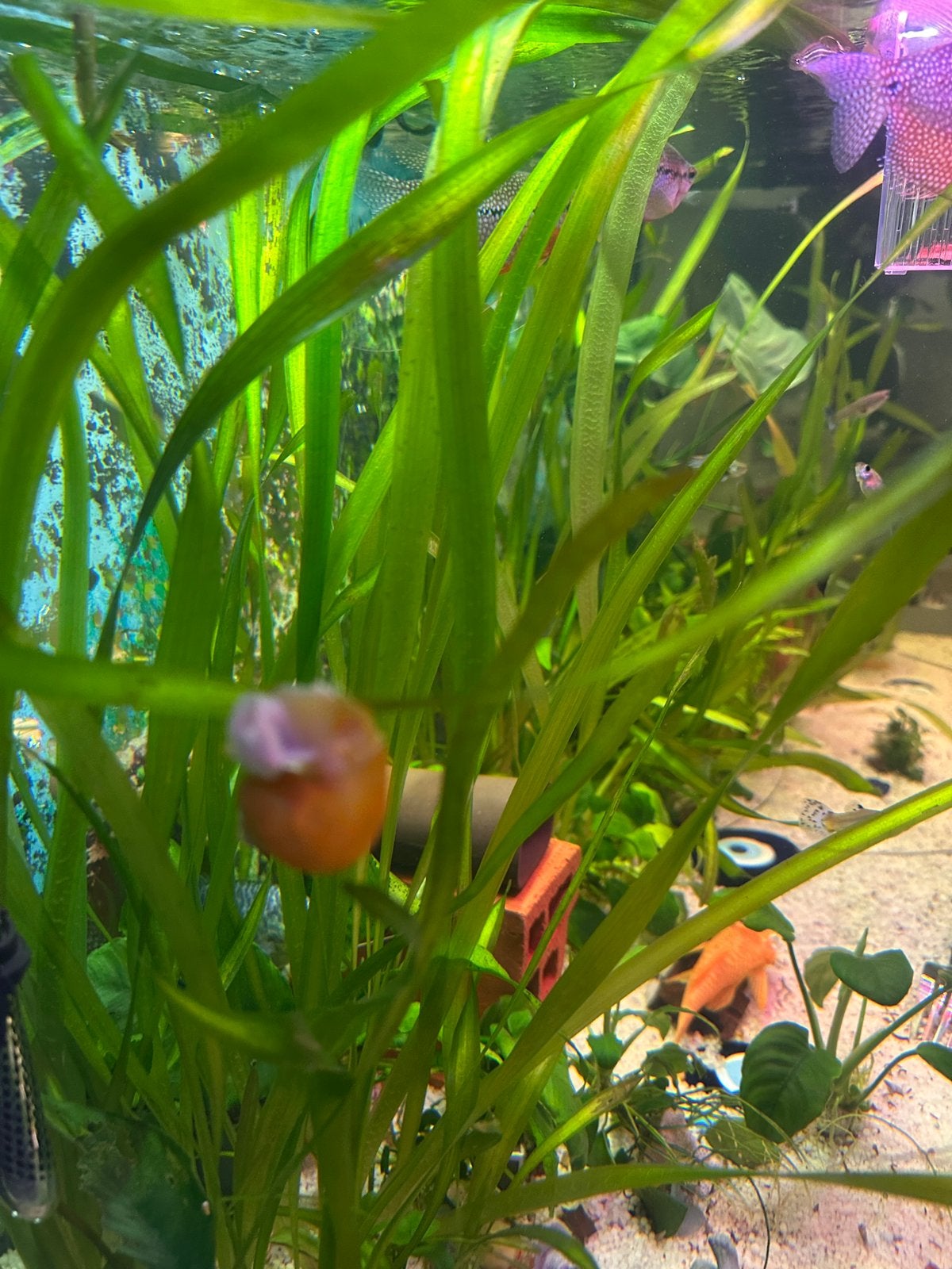 Appelslak 7 tal, Animaux & Accessoires, Escargot ou Mollusque, Poisson d'eau douce