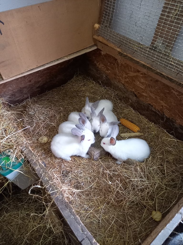 jonge vleeskonijnen: 4 stuks californiers, konijnen, Dieren en Toebehoren, Konijnen