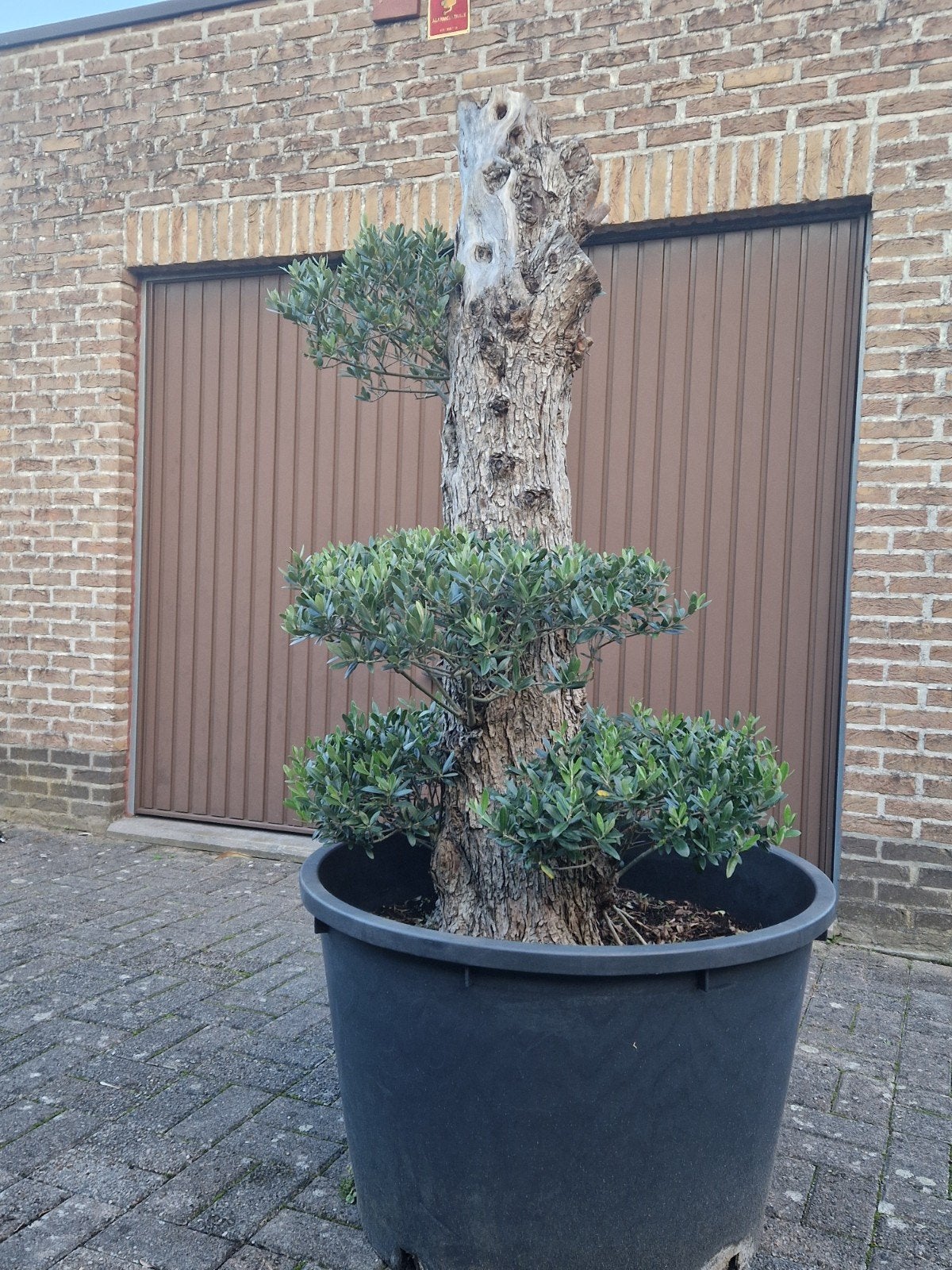 Dikke olijfboom., Ophalen, In pot, Olijfboom