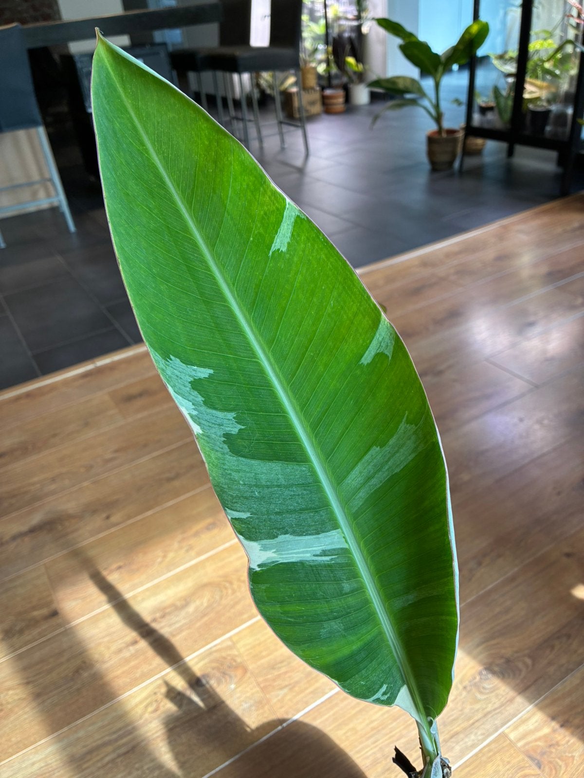 Musa Florida Variegata, Huis en Inrichting, Kamerplanten, Verzenden, 100 tot 150 cm, Overige soorten, Volle zon