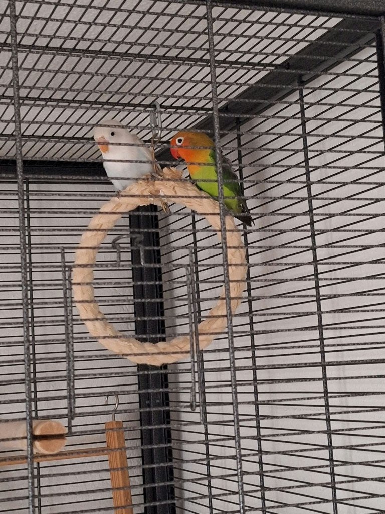 3 jonge agapornis fischeri dwergpapegaaien Met mooie kooi, Animaux & Accessoires, Sexe inconnu, Perroquet nain ou Inséparable