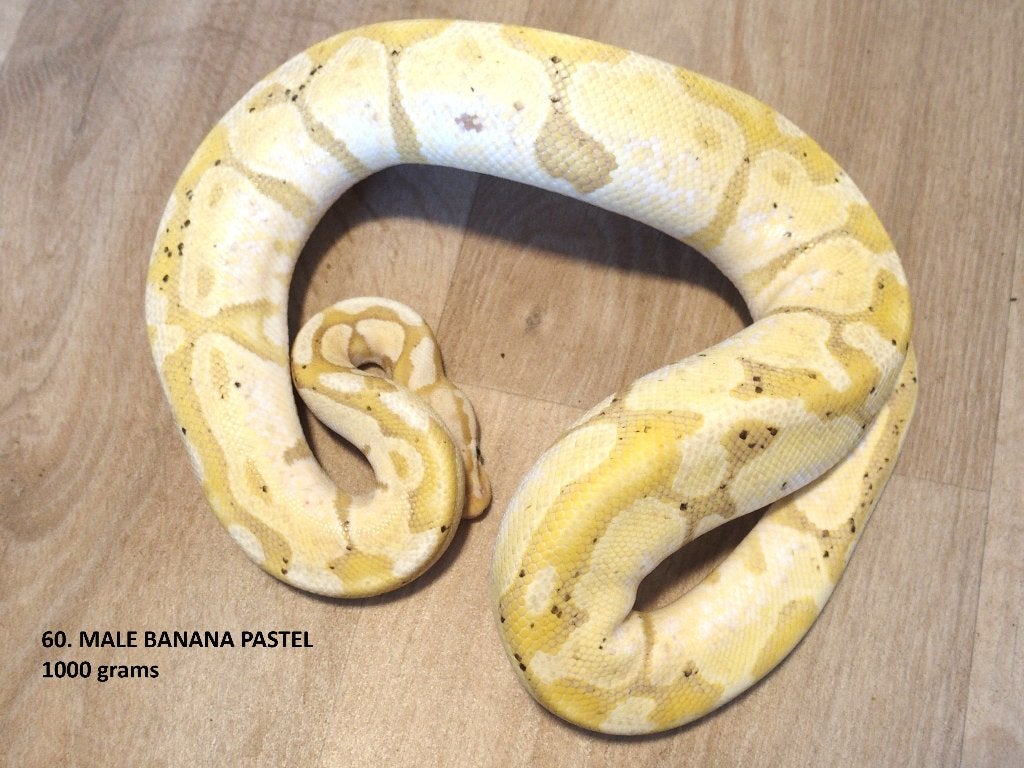 Koningspythons half en volwassen kweekdieren deel 3 Ball Python photo 12