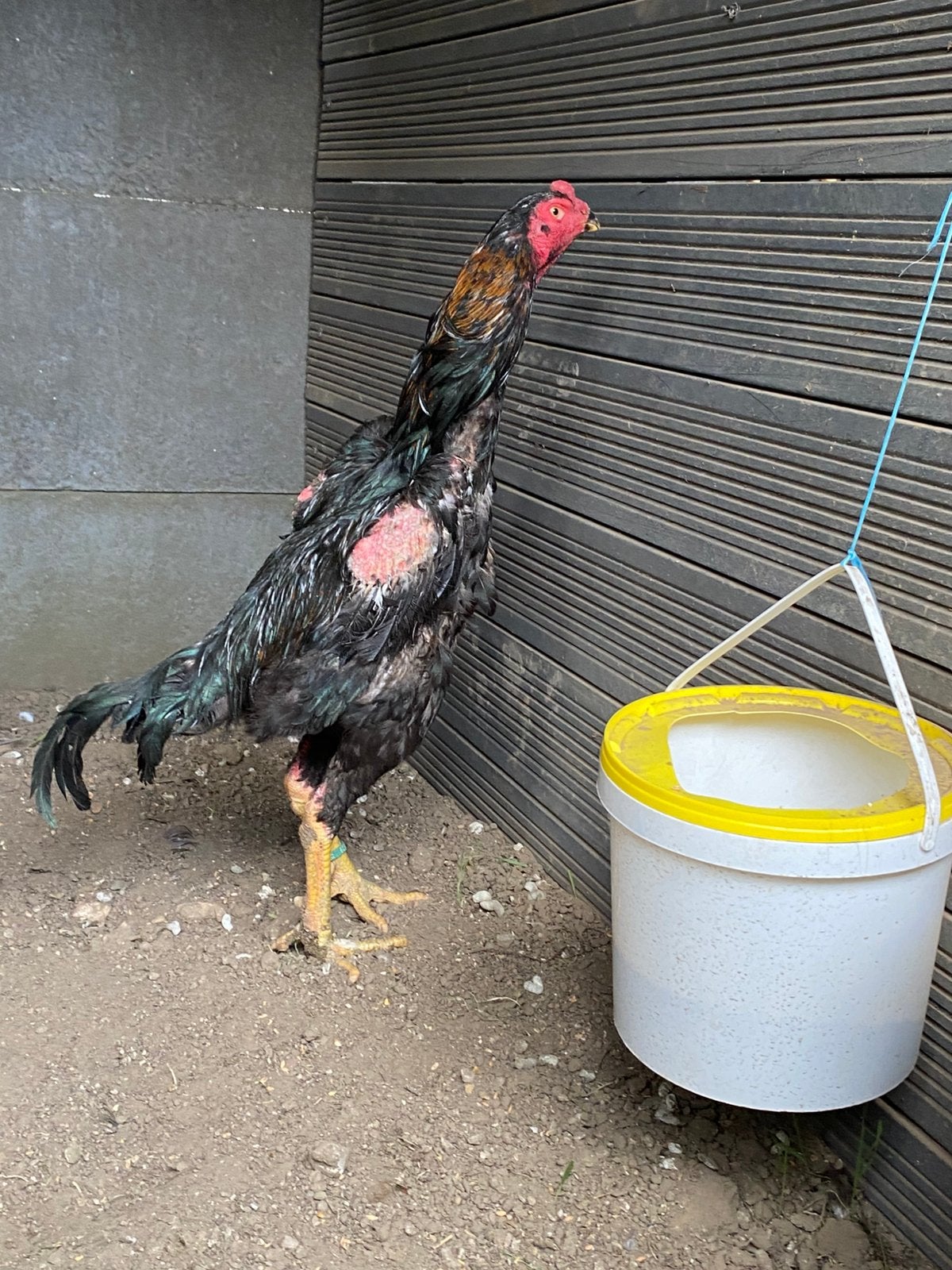 Shamo haan, Dieren en Toebehoren, Pluimvee