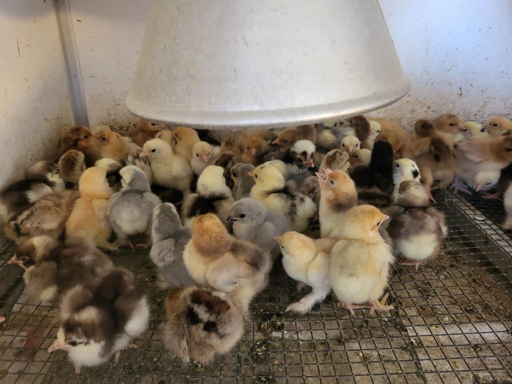 Eendagskuikens, Dieren en Toebehoren, Pluimvee, Geslacht onbekend, Kip