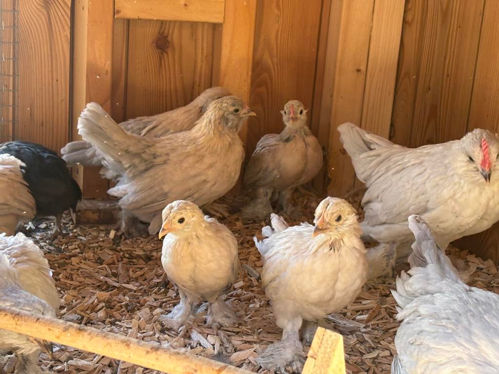Ukkelse Baardkriel kuikens, Plusieurs animaux, Poule ou poulet
