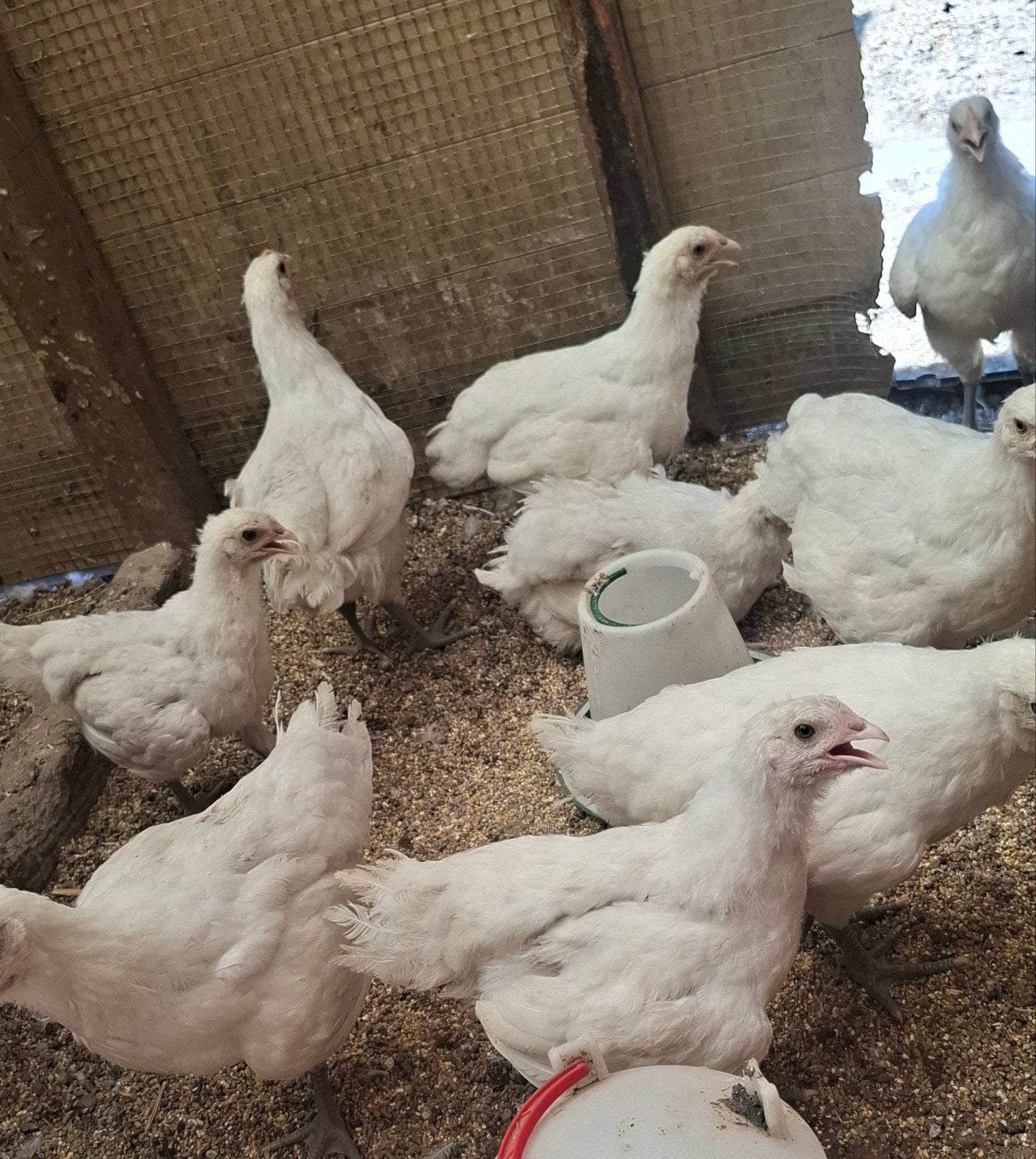 Poules De Bresse, couleur blanche, race pure, Animaux & Accessoires