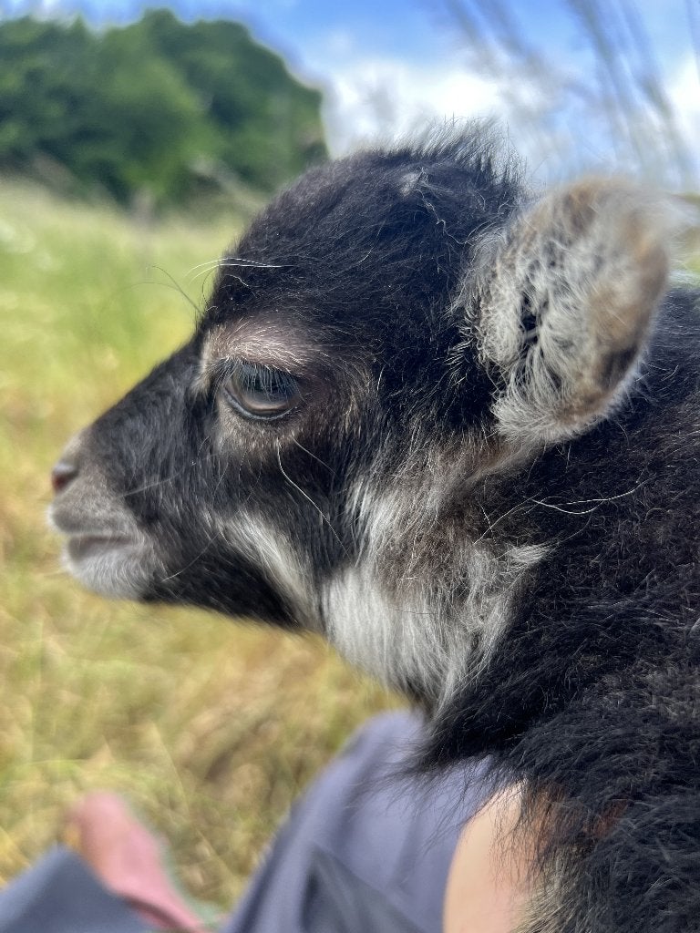 Bijzonder grijs Ouessant ramlam te reserveren, Dieren en Toebehoren, Mannelijk, Schaap, 0 tot 2 jaar