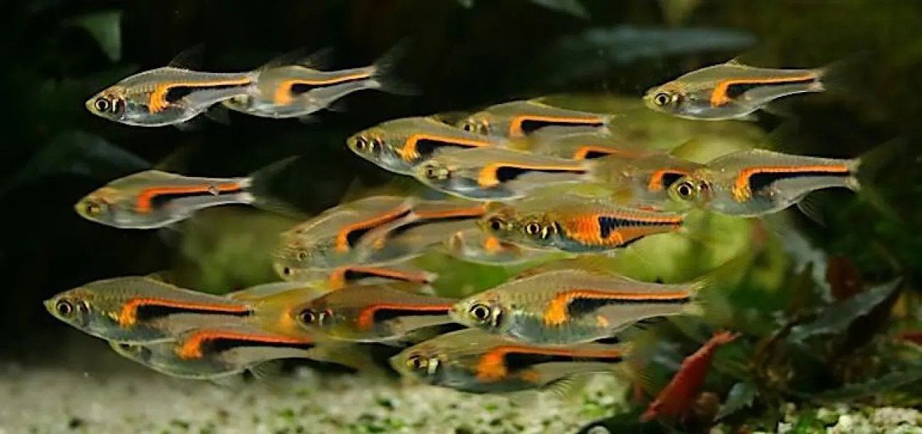 +- 5 Rasbora Hengeli visjes - aquariumvis - vissen, Dieren en Toebehoren, Vissen | Aquariumvissen, Zoetwatervis