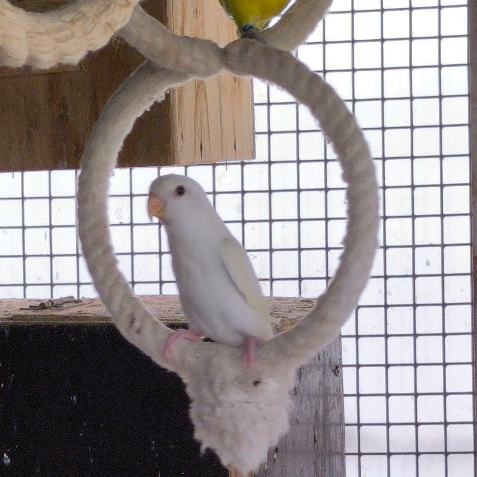 agapornis roseicollis dwergpapegaai