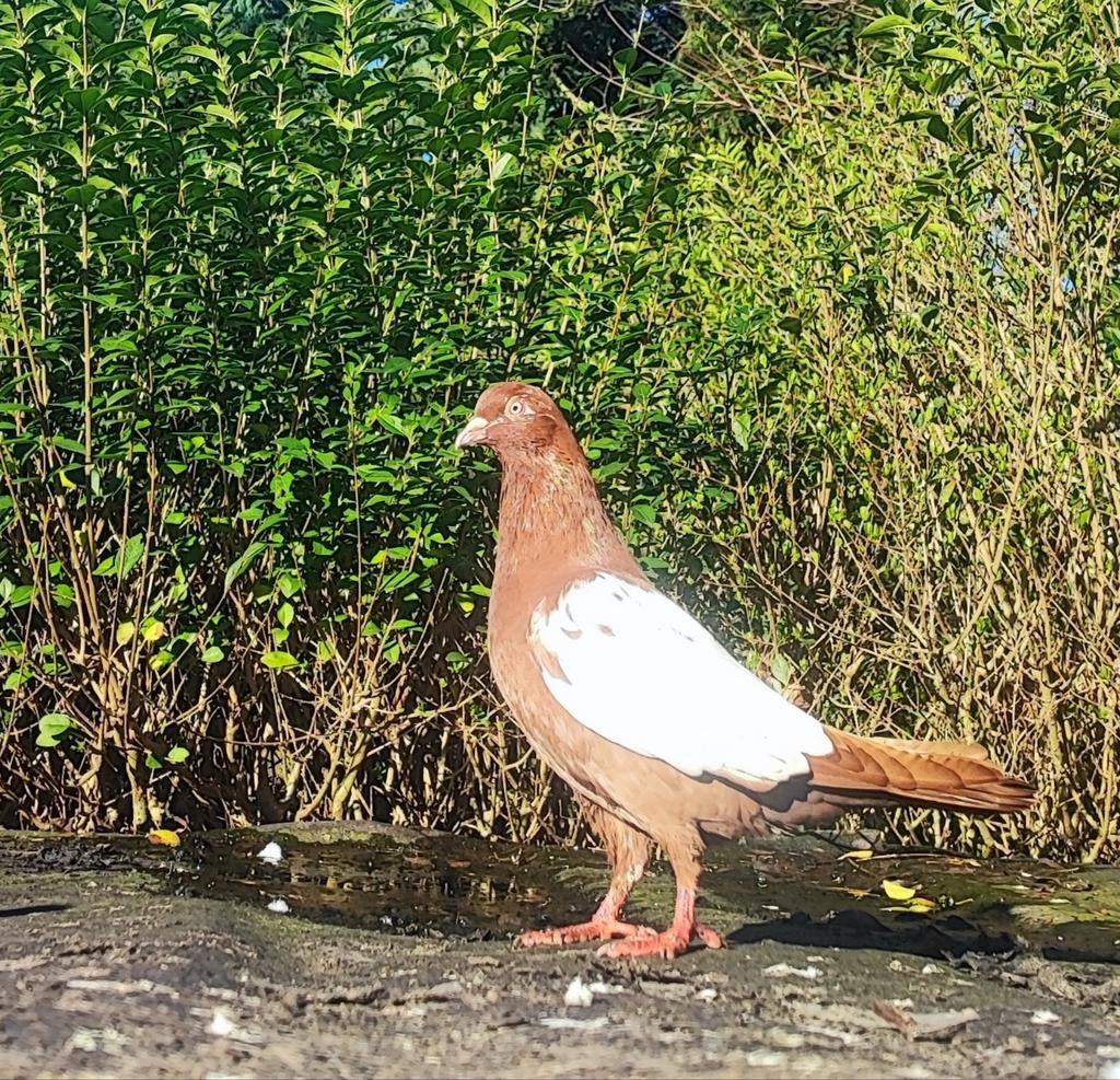 Duiven, Dieren en Toebehoren, Vogels | Duiven