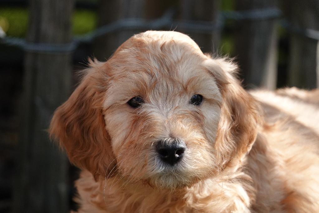 Magnifiques mini chiots Labradoodle (arbre généalogique), Autres races, Plusieurs, Hépatite contagieuse (maladie de Rubarth), Belgique