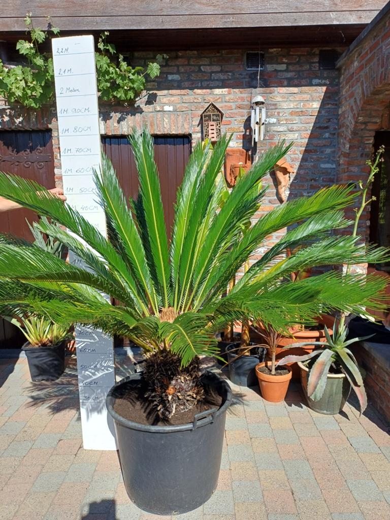 Cycas revoluta, Tuin en Terras, Planten | Tuinplanten, Ophalen