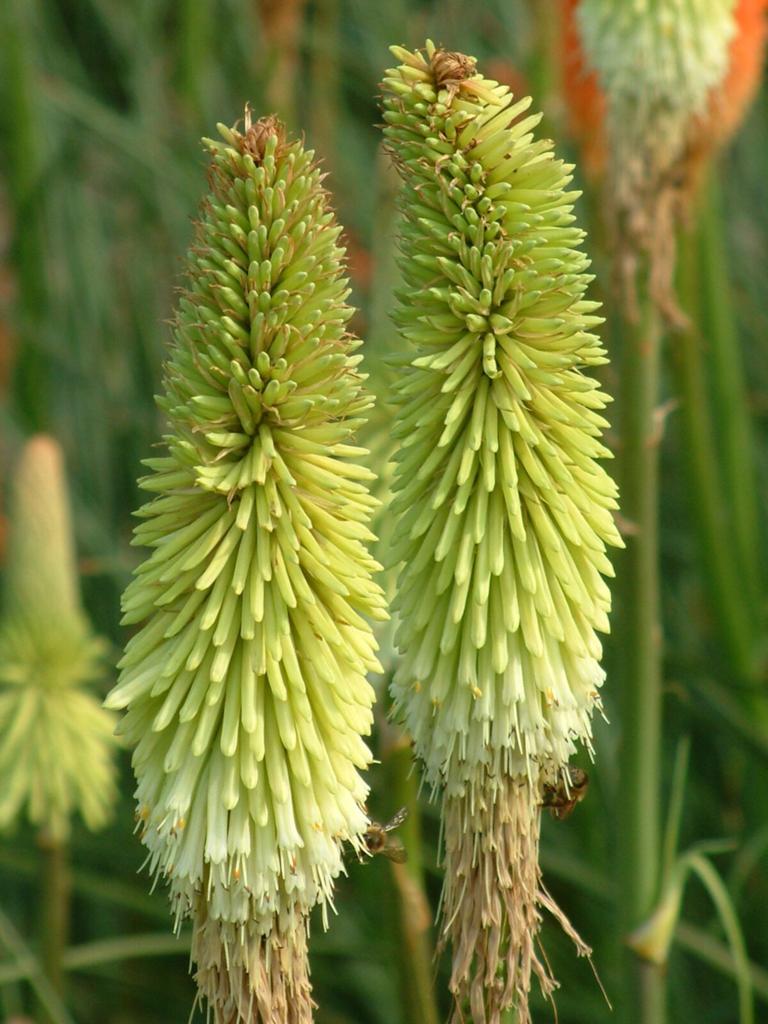 Kniphofia Green Jade, Enlèvement