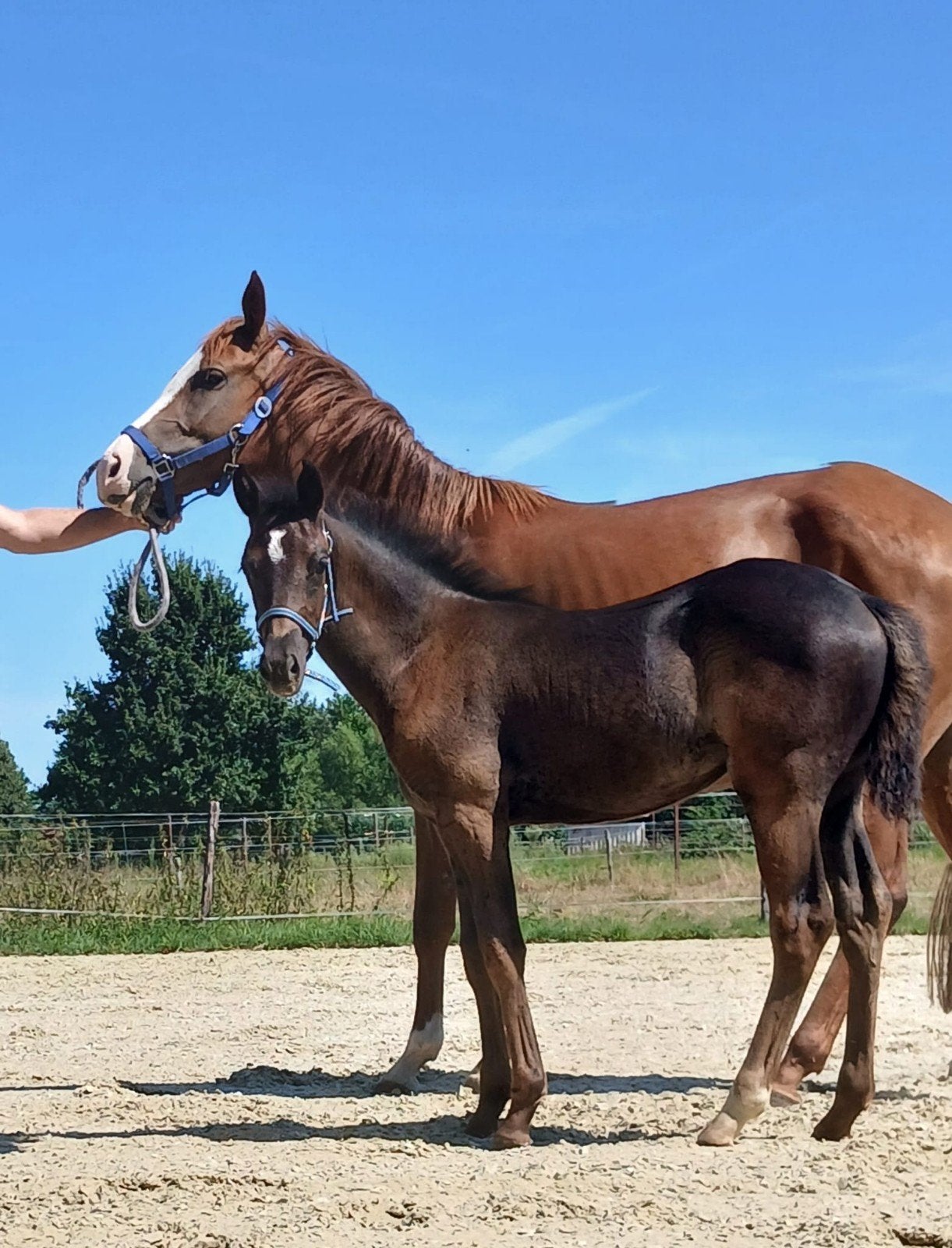 BRp pony merrie veulen (toekomstige D Pony), Jument, Poney D (1.37 m à 1.48m), Avec pedigree, 0 à 2 ans
