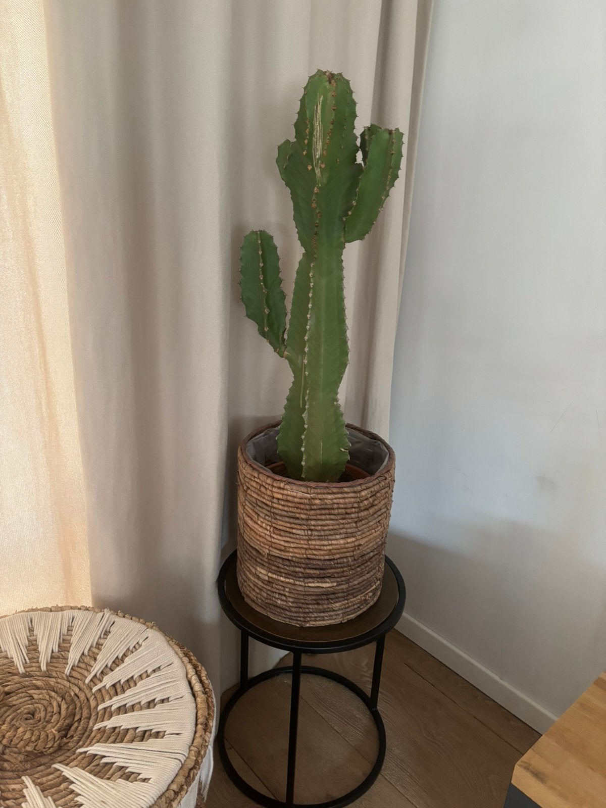 Cactus, Enlèvement, Cactus