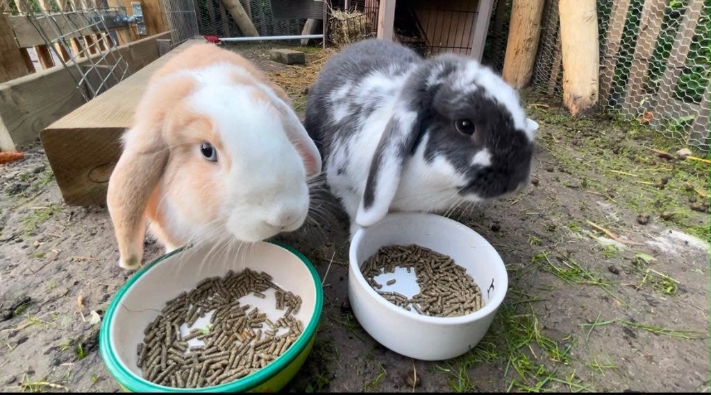 Gratis hangoor konijnen, Mannelijk, Middelgroot, Hangoor, 3 tot 5 jaar