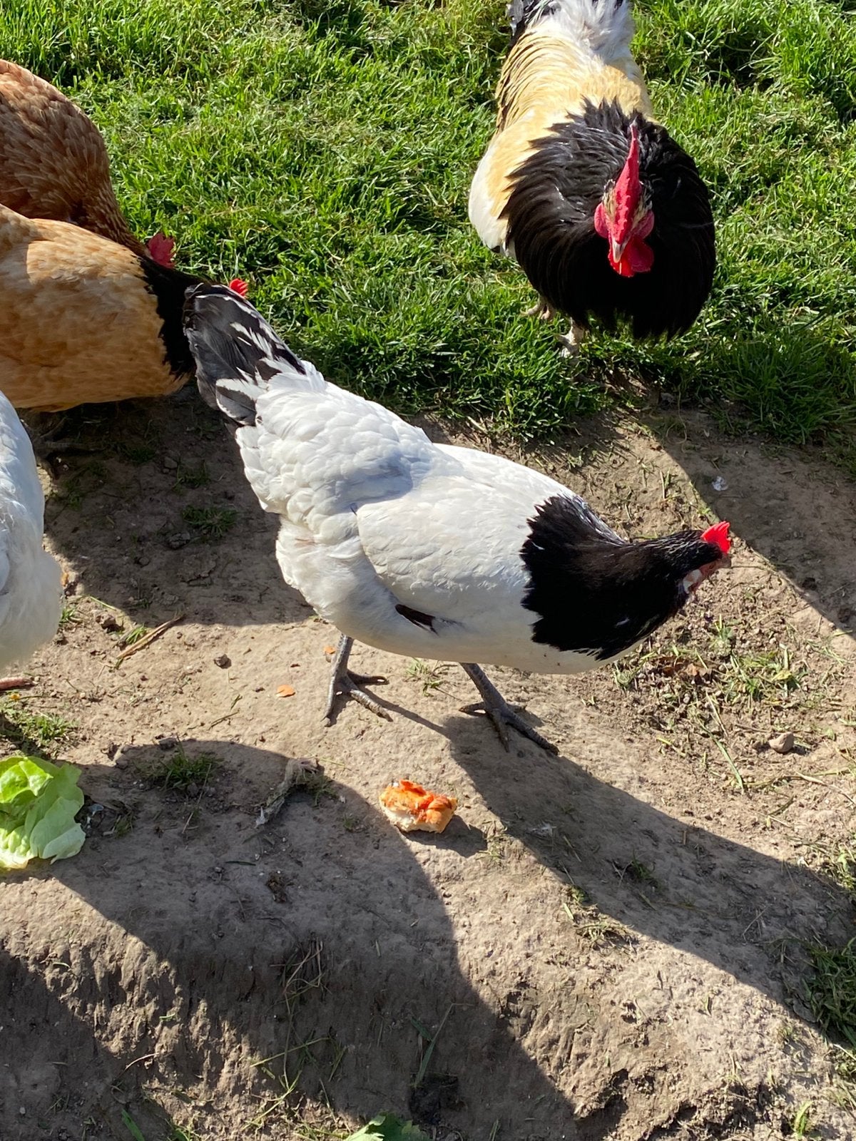 Lakenvelder hen te koop, Vrouwelijk, Kip