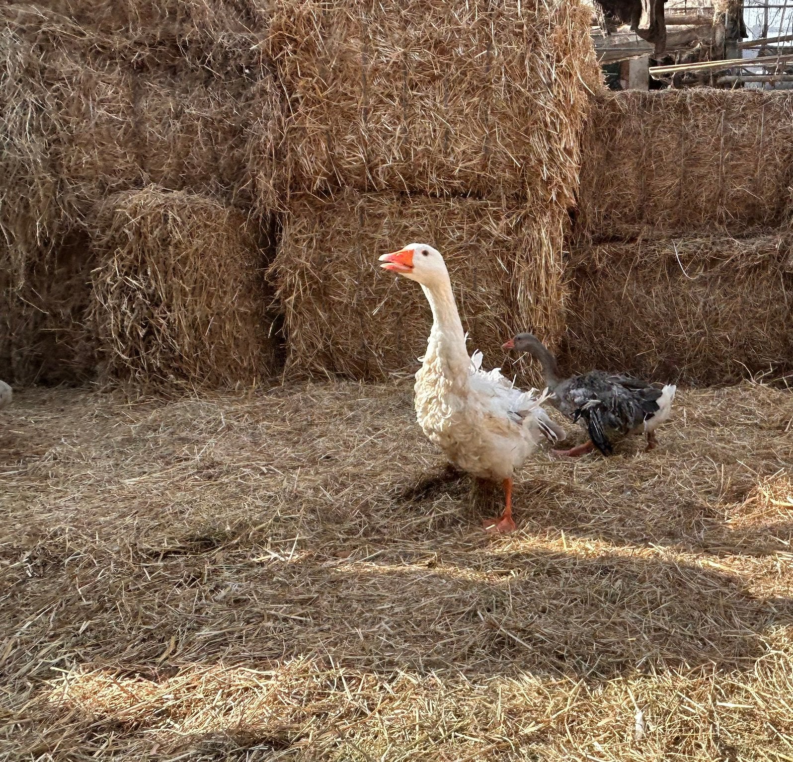 Koppel krulveerganzen, Dieren en Toebehoren, Meerdere dieren, Gans of Zwaan