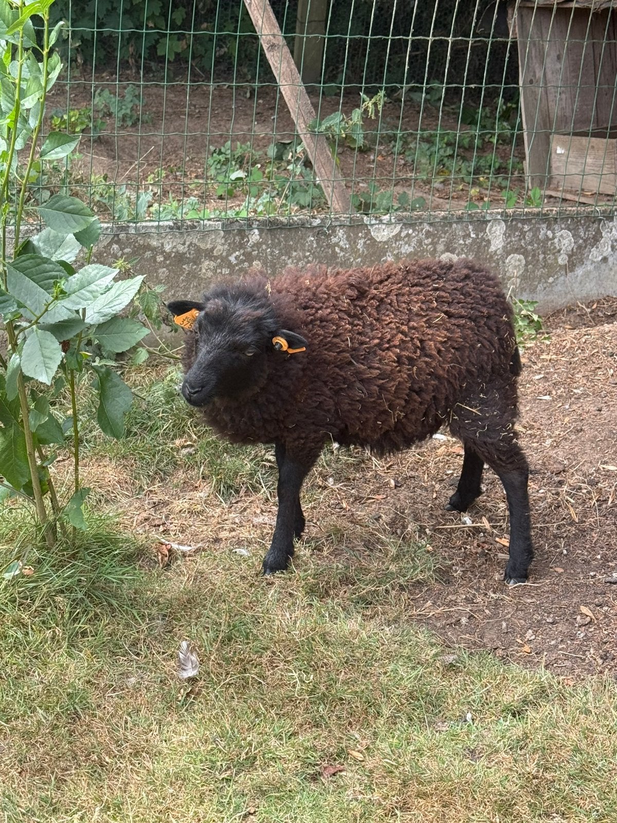 Raszuivere ouessant ooi van maart 2026, Dieren en Toebehoren, Schapen, Geiten en Varkens