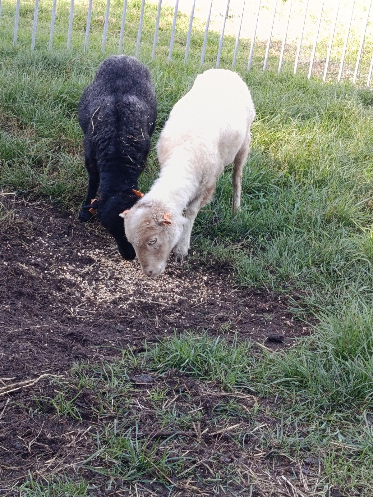 2 mooie mini schaapjes, Dieren en Toebehoren