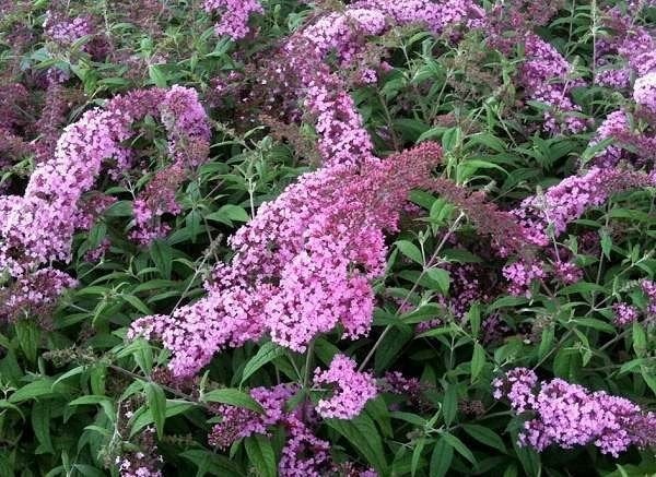 Arbuste à papillons, Jardin & Terrasse, Plantes | Arbustes & Haies, Arbuste, Arbuste aux papillons, Enlèvement