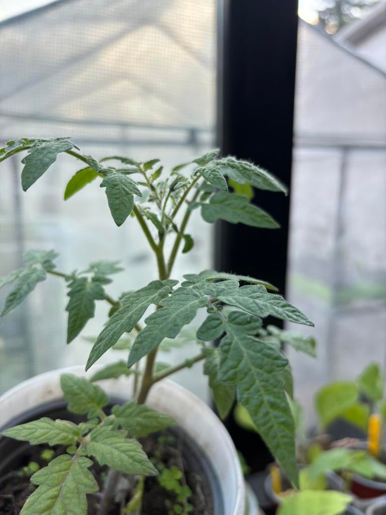 Plants de tomates, Enlèvement