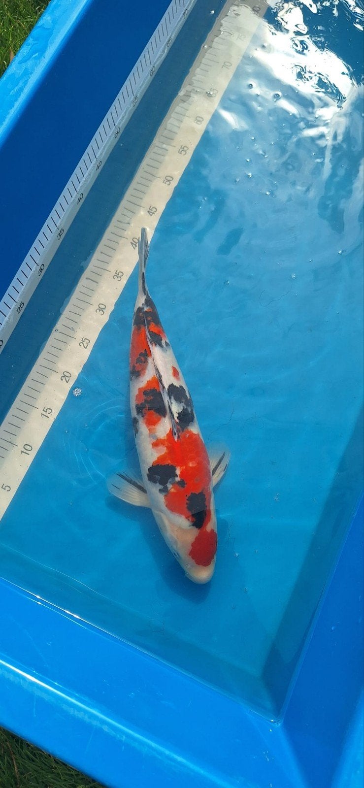 Koi Sanke Ogata 41 cm, Animaux & Accessoires, Poissons | Poissons d'étang