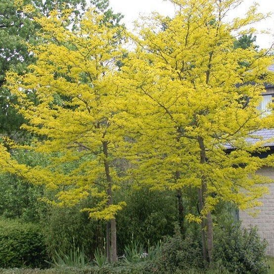 Gleditsia triacanthos sunburst, Tuin en Terras, Ophalen, Zomer, Volle zon