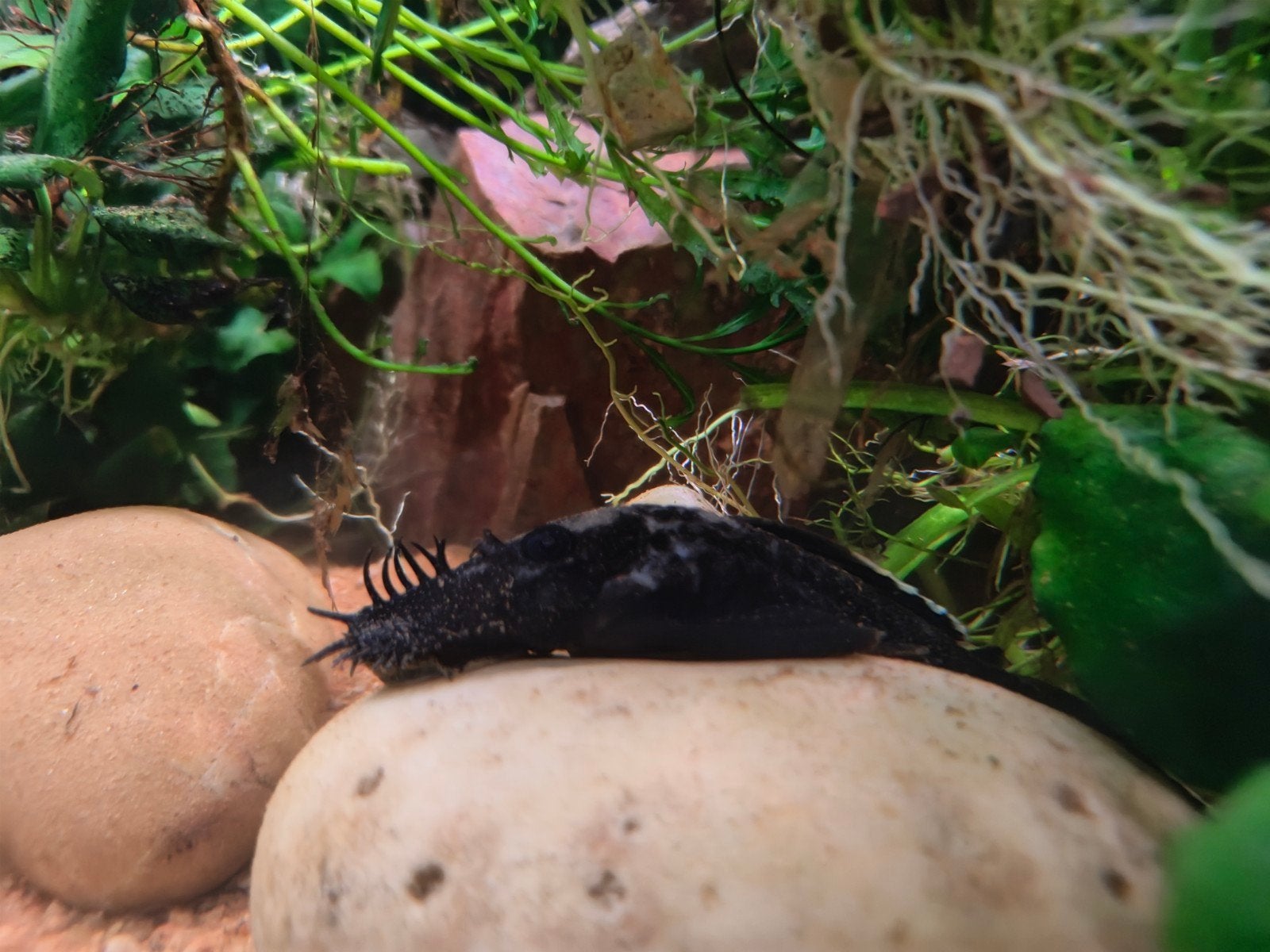 L183 trio - volwassen, Dieren en Toebehoren, Vissen | Aquariumvissen, Vis, Zoetwatervis
