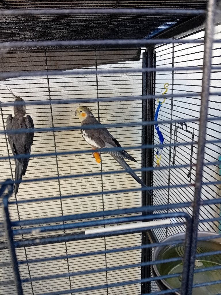 Vogels, Geslacht onbekend, Parkiet