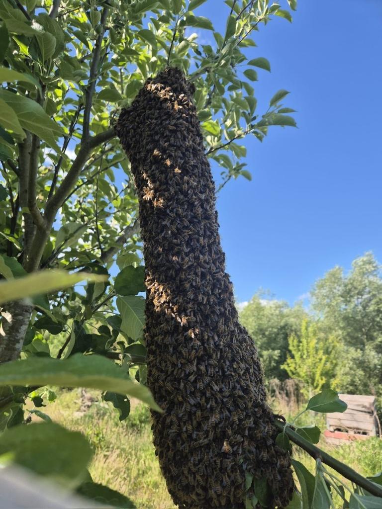 Bijen in uw tuin, Dieren en Toebehoren, Insecten en Spinnen, Bijen