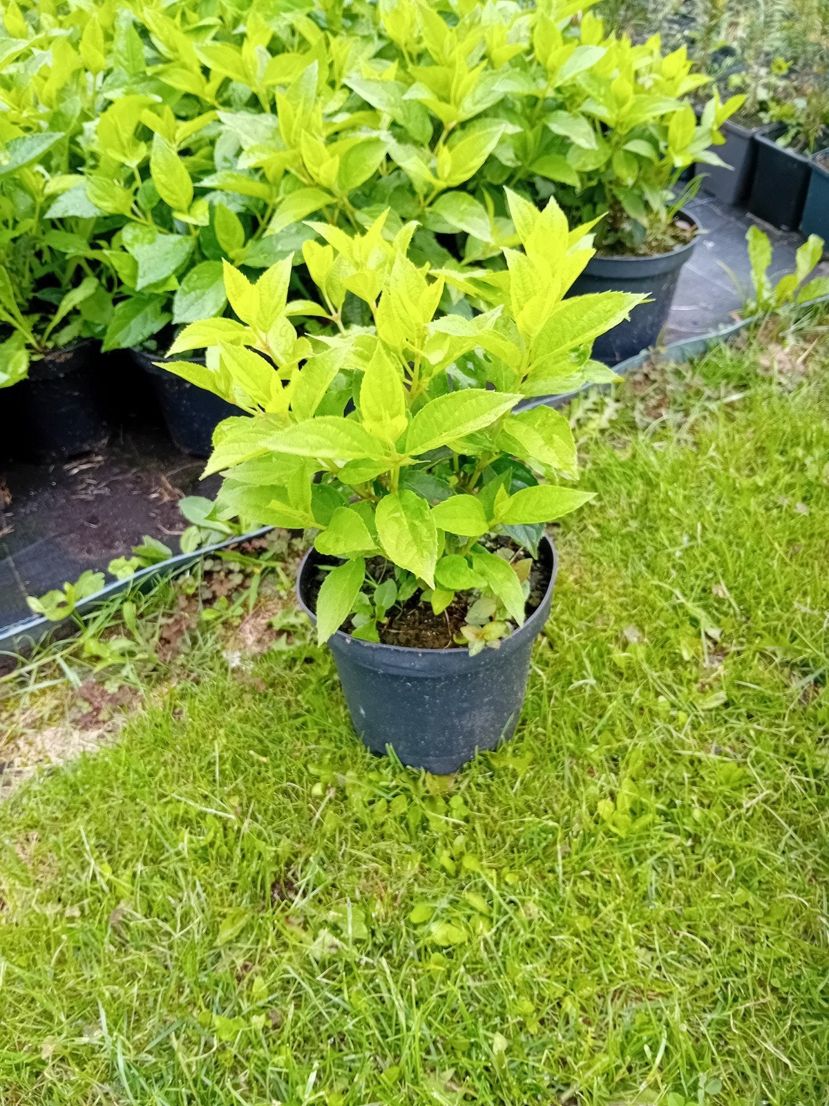 Pluimhortensia, Tuin en Terras, Ophalen