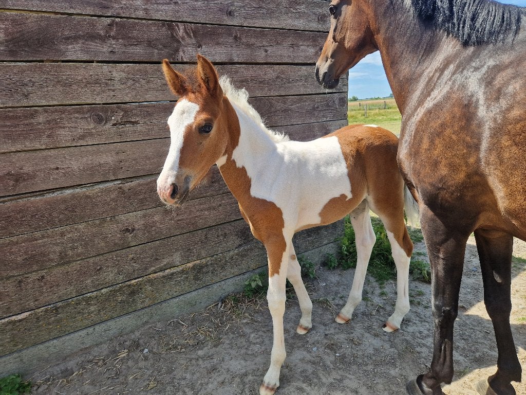 Pony veulen, Merrie, Met stamboom, Niet van toepassing, Springpony