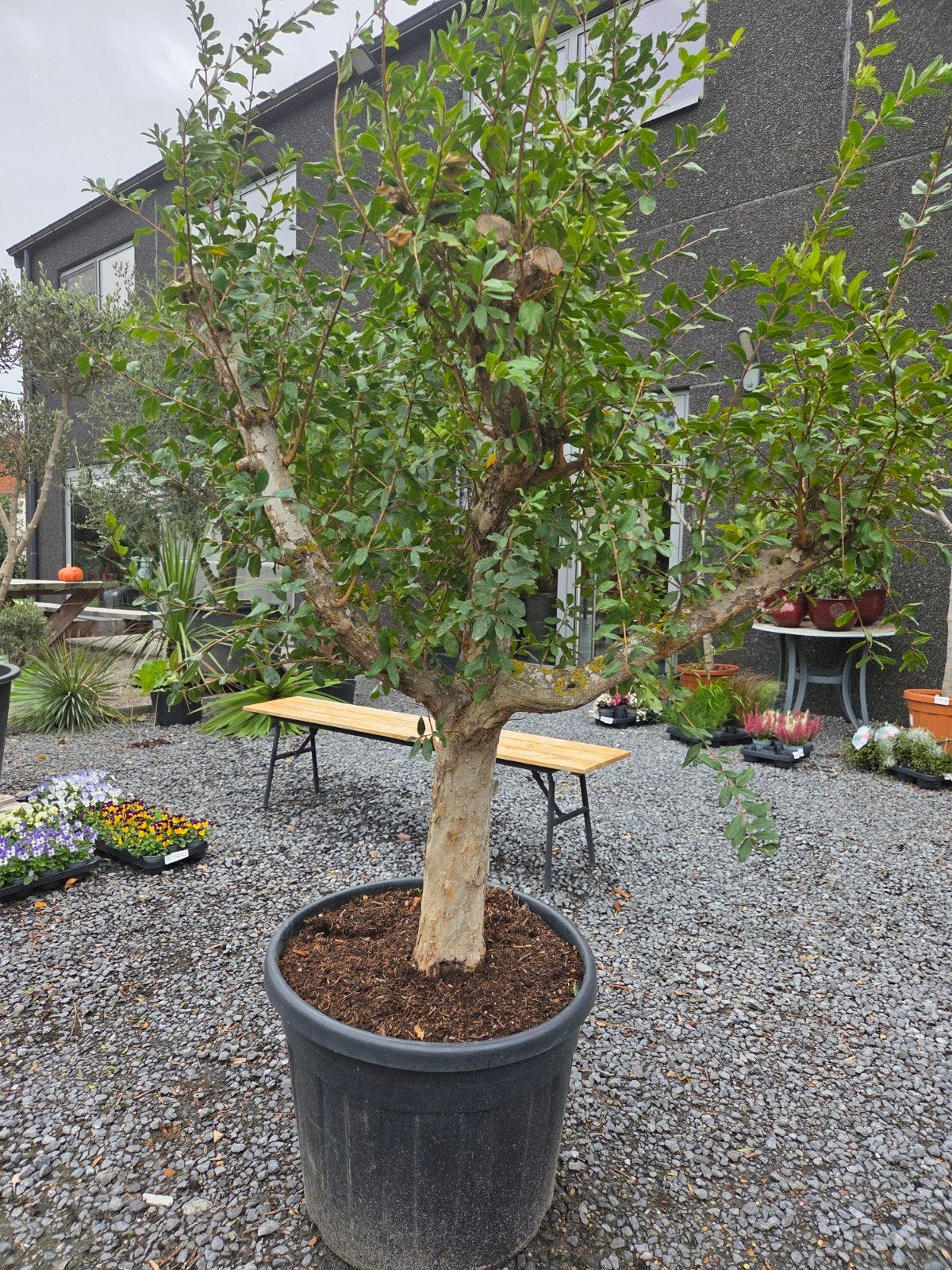 Granaatappelboom, Ophalen