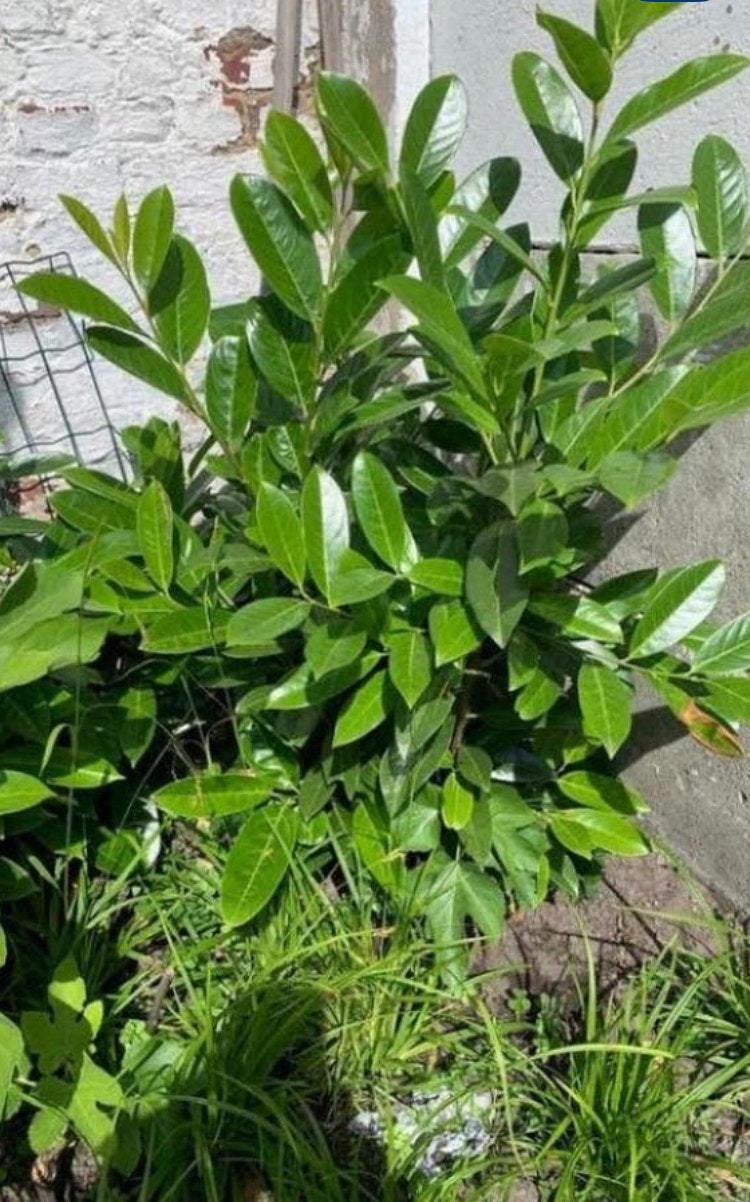 Laurier, Jardin & Terrasse, Plantes | Arbustes & Haies, Enlèvement, Laurier