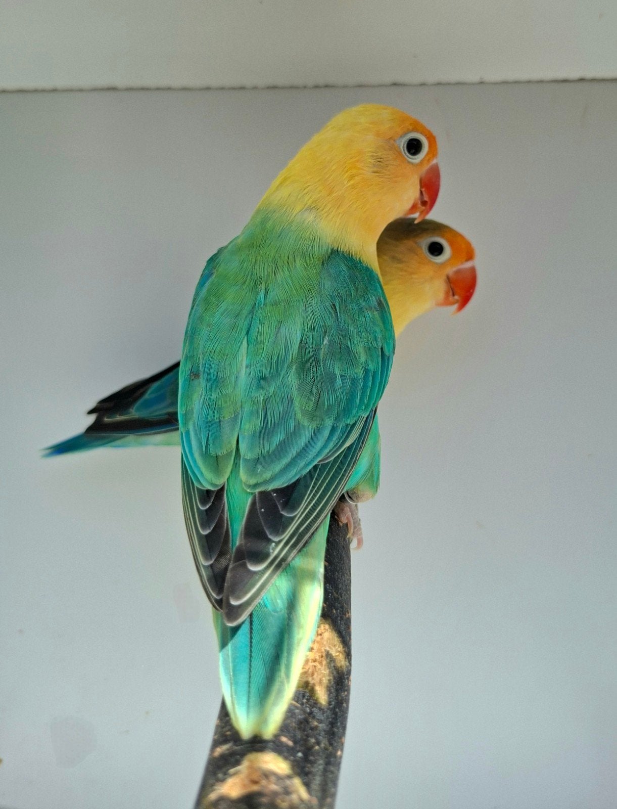 fischeri (agapornis, dwergpapegaai, lovebird), Plusieurs animaux, Bagué