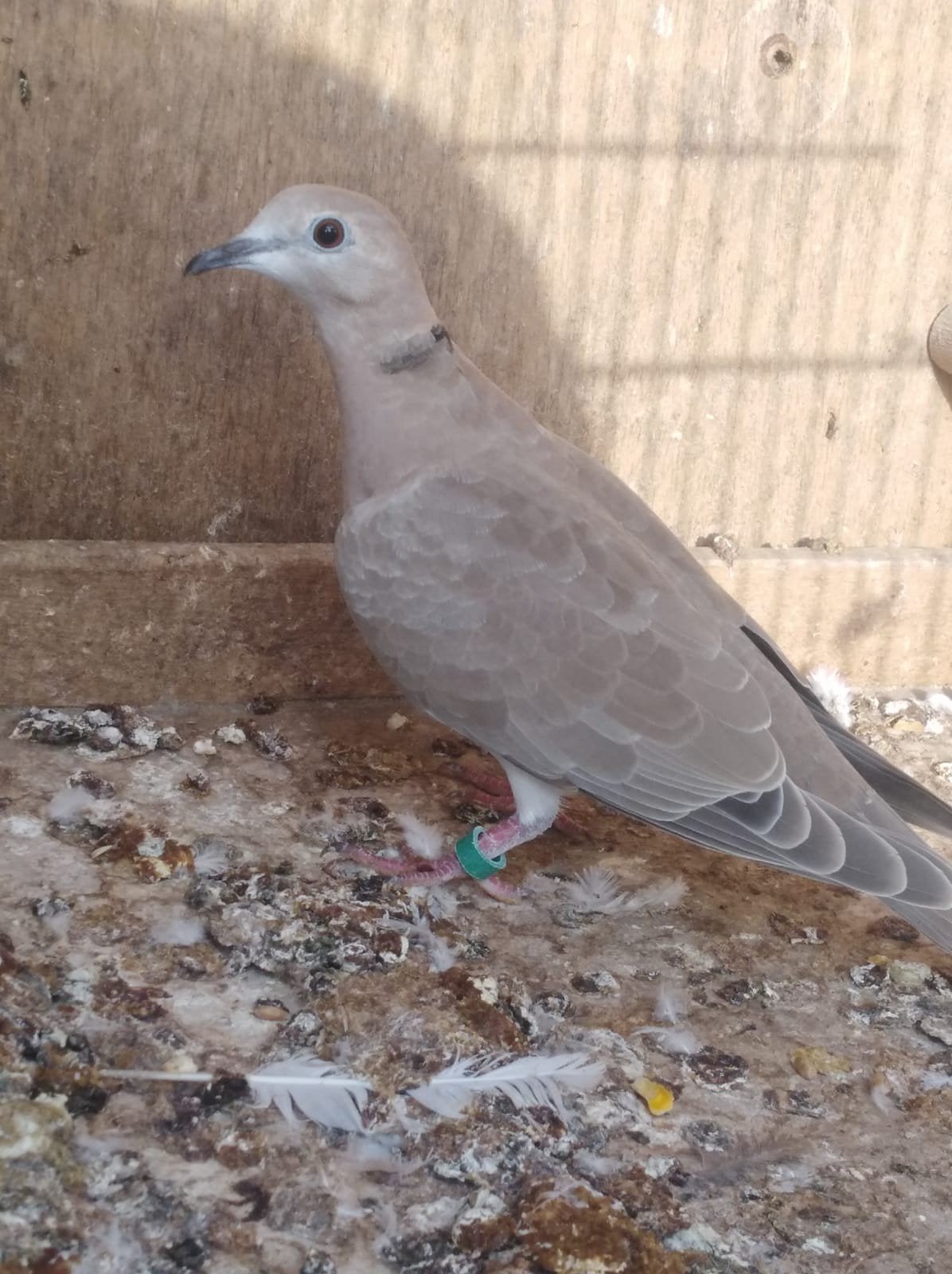 Lachduifjes, Animaux & Accessoires, Oiseaux | Pigeons