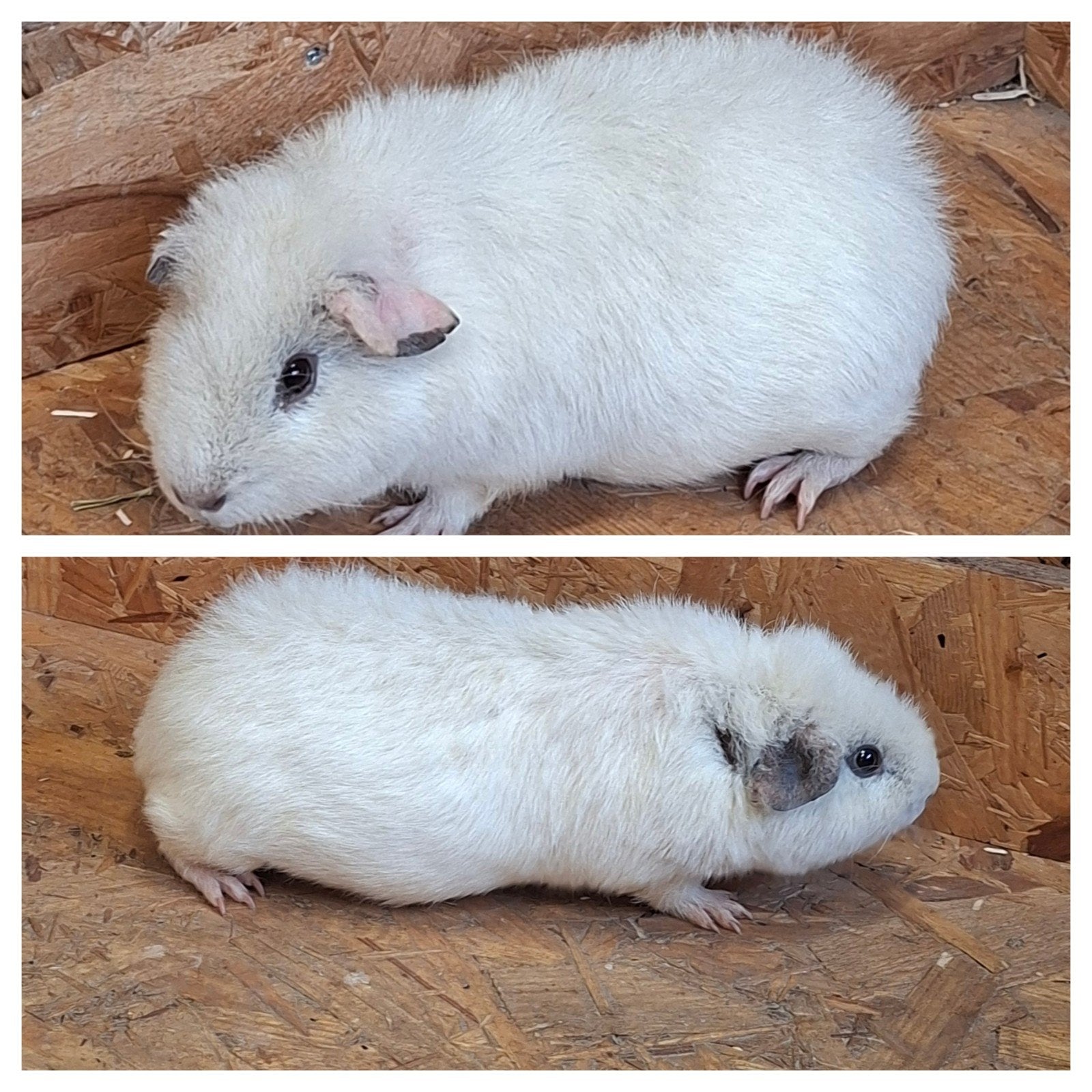 us teddy cavia. cavia's, Dieren en Toebehoren, Knaagdieren, Juli, Cavia