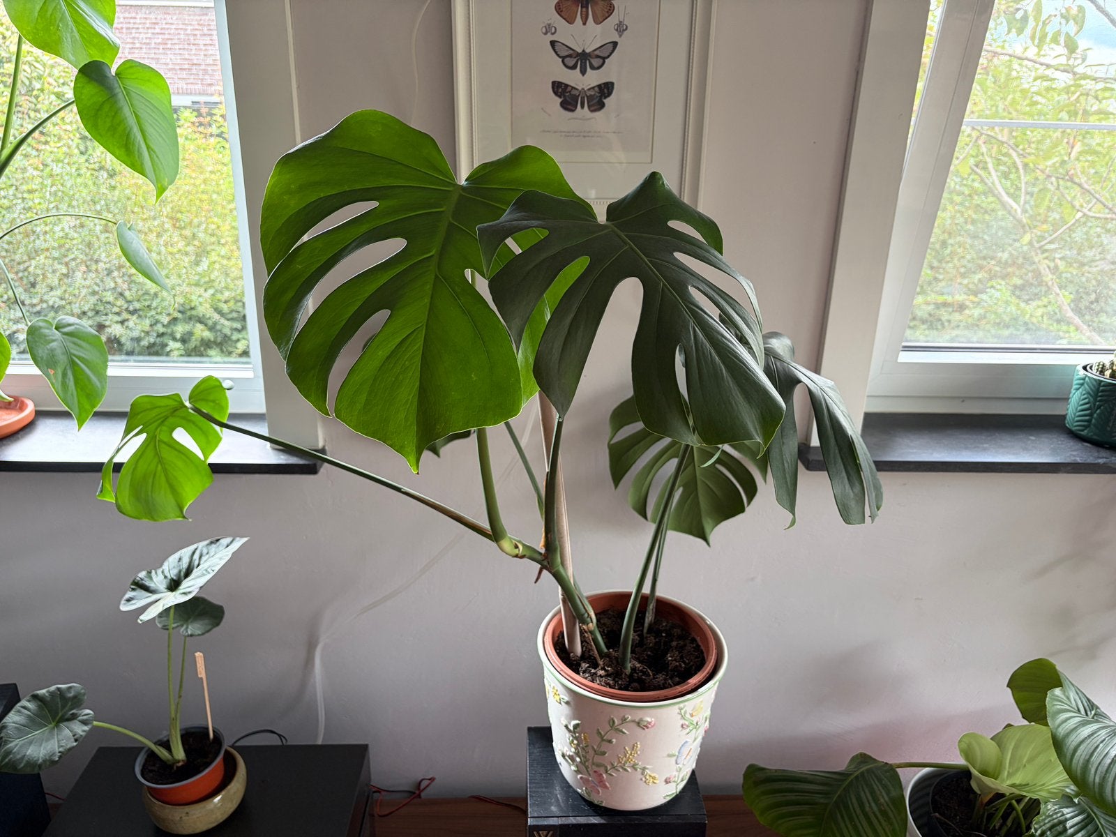 Monstera Deliciosa 🌿 gatenplant, groot blad, echte plant, Maison & Meubles, Plantes d'intérieur, Autres espèces, En pot, Enlèvement