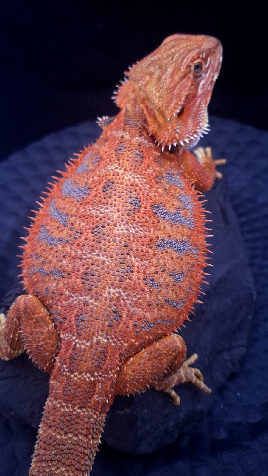 50% Red Monster Extreme Blue Tiger Baardagaam Vrouw, Hagedis, 0 tot 2 jaar