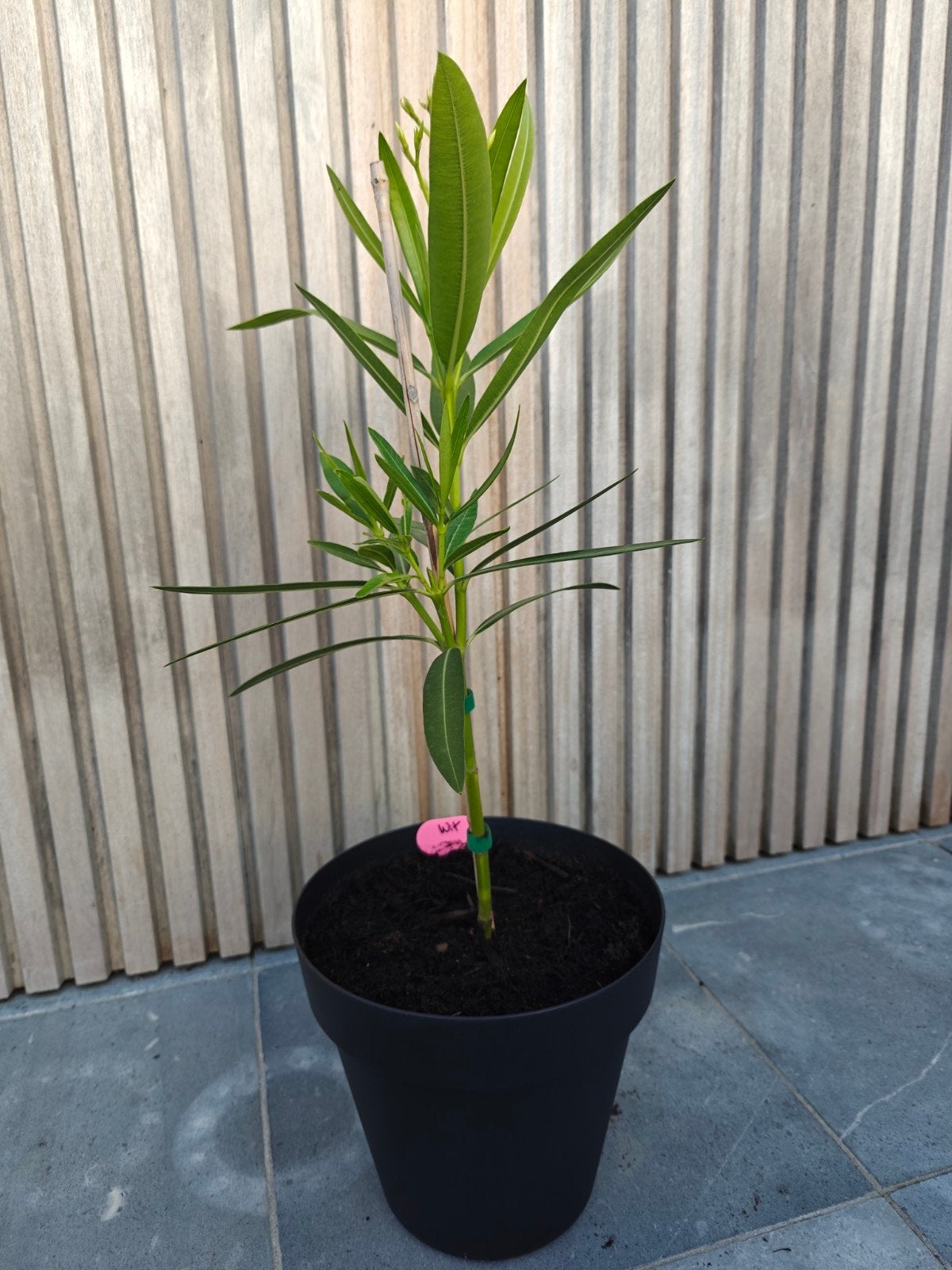 Witte oleander op stam, Ophalen, Vaste plant