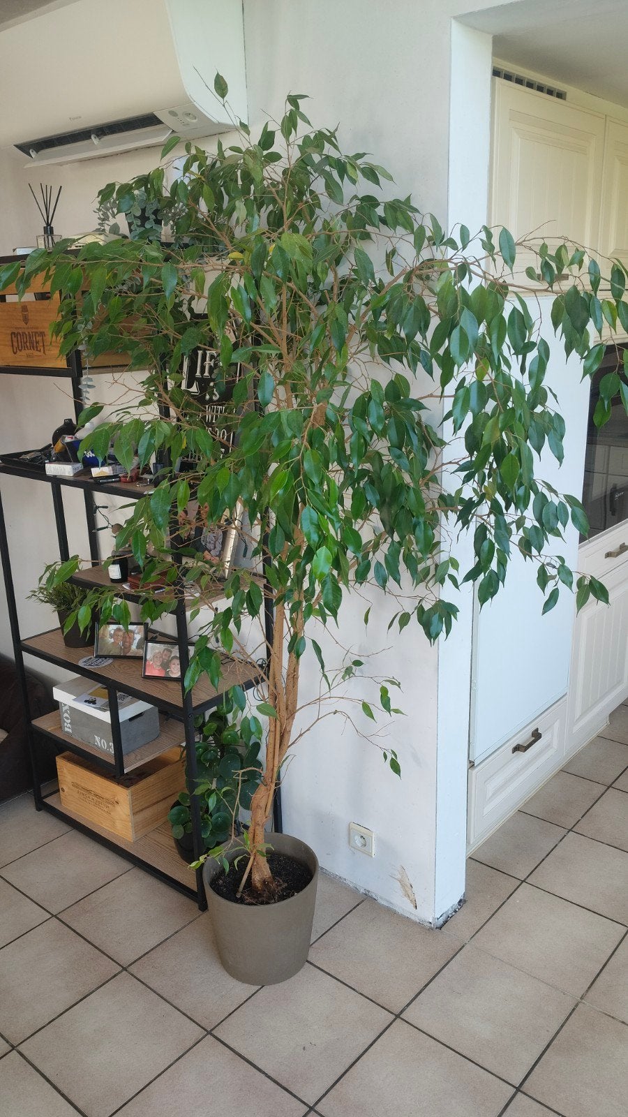 Ficus benjamina 2 m, Enlèvement