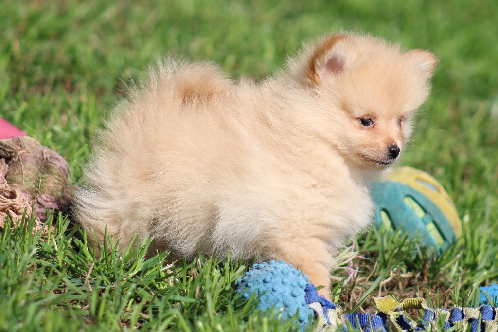 Chiot pygmée, Loulou, Chien (mâle), Maladie de Carré (chiens), Belgique