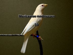 Mexicaanse Roodmussen, Dieren en Toebehoren
