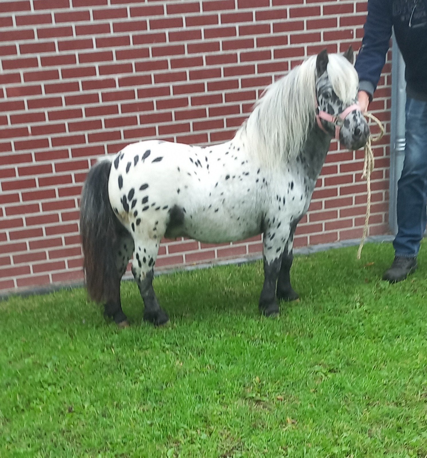 APPALOOSA HENGST EN ZWARTBONTE MERRIE'S, Meerdere dieren
