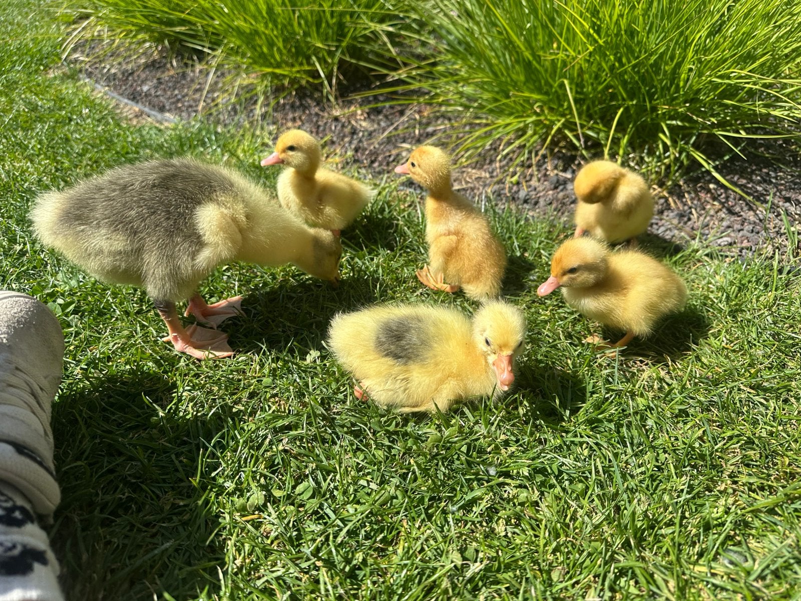 Kuikens Gans, Geslacht onbekend, Gans of Zwaan