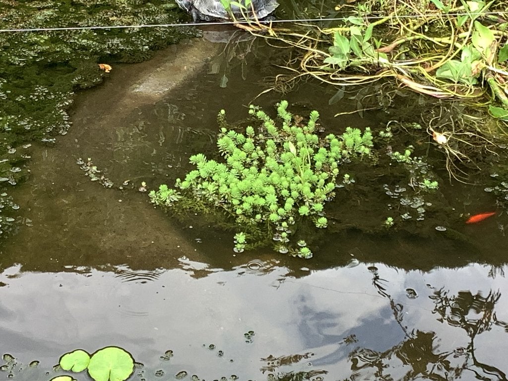 Vijverplanten, Jardin & Terrasse, Étangs, Enlèvement