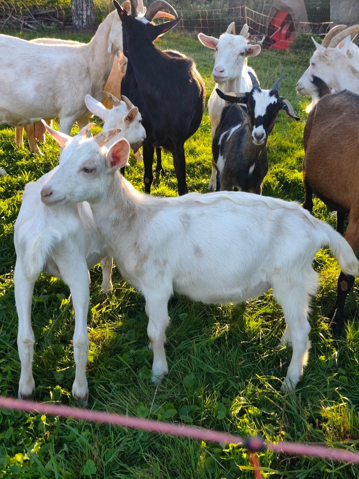 gecastreerde bokjes, melkras, Dieren en Toebehoren, Meerdere dieren, Geit, 0 tot 2 jaar