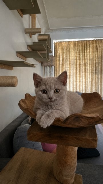 Britse Korthaar, Poes, Met stamboom, 0 tot 2 jaar
