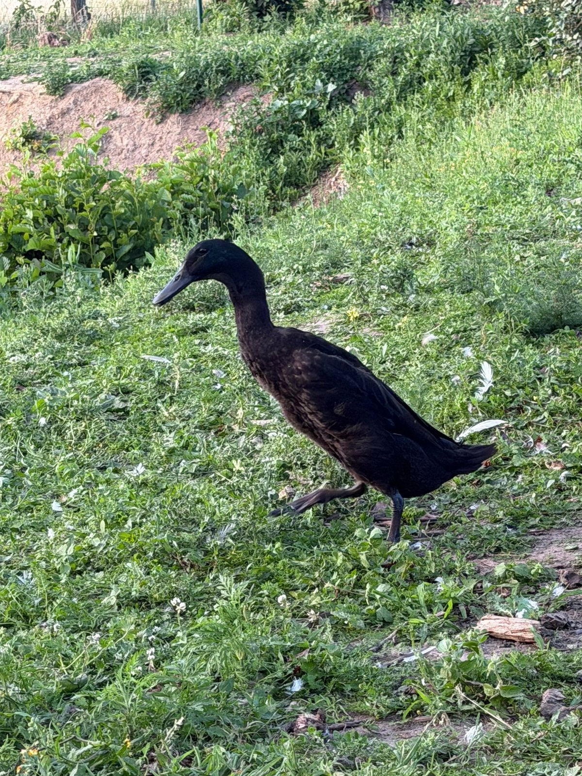 Indische loopeenden, Dieren en Toebehoren, Pluimvee, Meerdere dieren, Eend